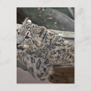 Postal Leopardo de la nieve