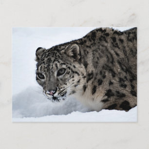 Postal Leopardo de la nieve