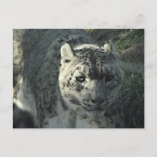 Postal Leopardo de la nieve