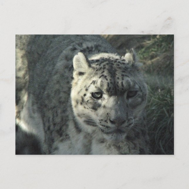 Postal Leopardo de la nieve (Anverso)