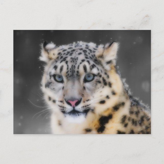Postal Leopardo de la nieve (Anverso)