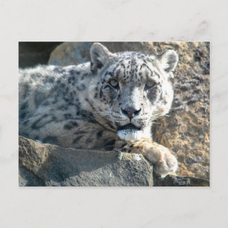 Postal Leopardo de la nieve