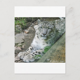 Postal Leopardo de la nieve 1