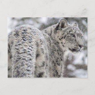 Postal Leopardo de la nieve de pie en la nieve