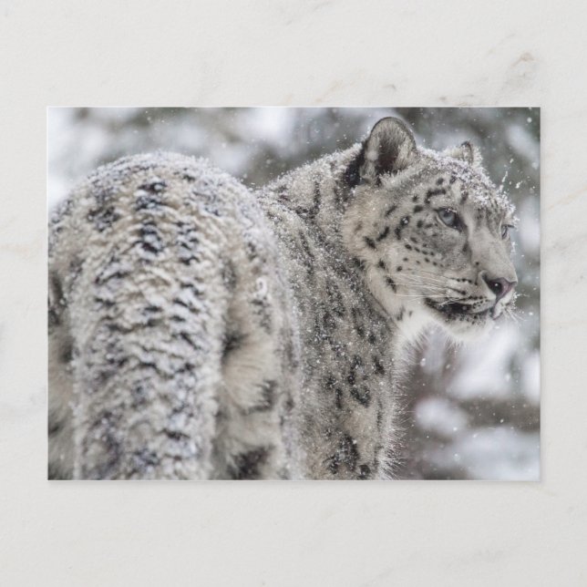 Postal Leopardo de la nieve de pie en la nieve (Anverso)