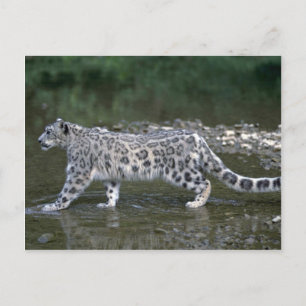 Postal Leopardo de la nieve en el río