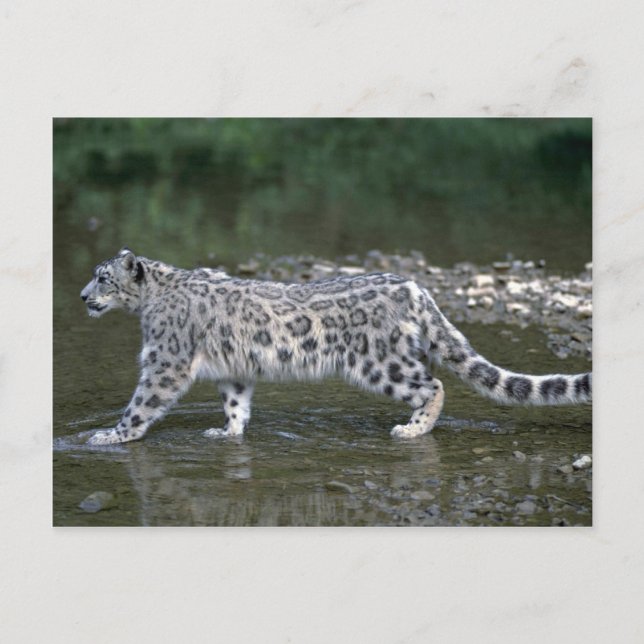 Postal Leopardo de la nieve en el río (Anverso)