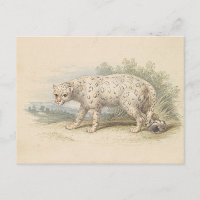 Postal Leopardo de la nieve por Charles Hamilton Smith (Anverso)