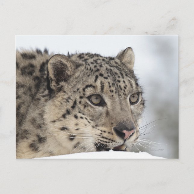 Postal Leopardo de la nieve (Uncia uncia 2) (Anverso)