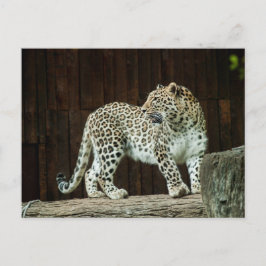 Postal Leopardo de la vida salvaje mirando hacia atrás so