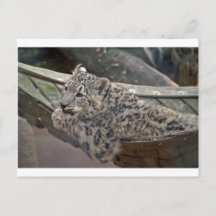 Leopardo de las nieves