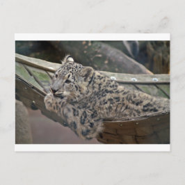 Postal Leopardo de las nieves