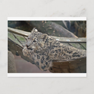Postal Leopardo de las nieves
