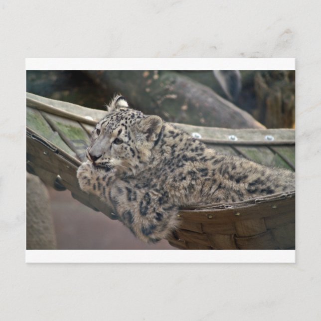 Postal Leopardo de las nieves (Anverso)