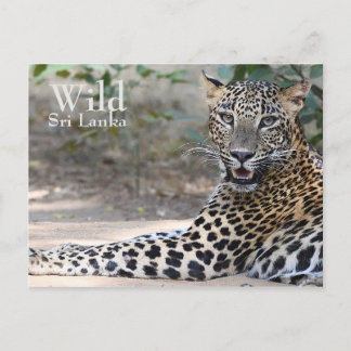 Postal Leopardo de Sri Lanka