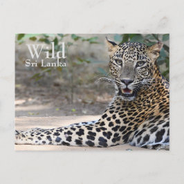 Postal Leopardo de Sri Lanka