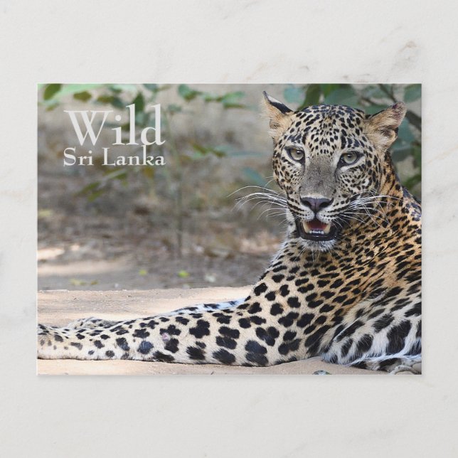 Postal Leopardo de Sri Lanka (Anverso)