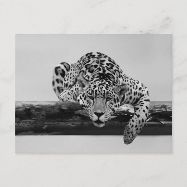 Postal Leopardo en blanco y negro (Anverso)