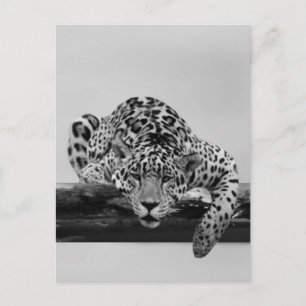 Postal Leopardo en blanco y negro