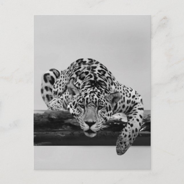 Postal Leopardo en blanco y negro (Anverso)