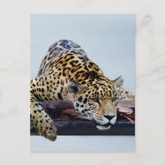 Postal Leopardo en el árbol II