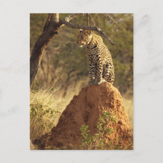 Postal Leopardo en el túmulo de las termitas en Namibia