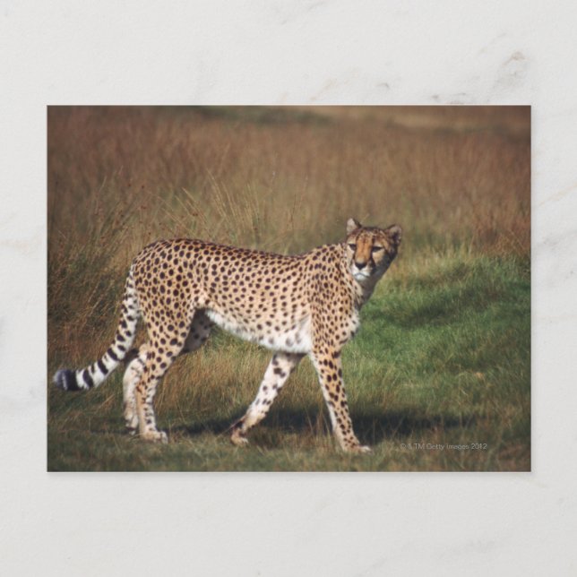 Postal Leopardo en llanura (Anverso)