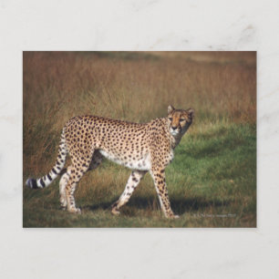 Postal Leopardo en llanura