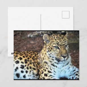 Postal Leopardo en Reposo