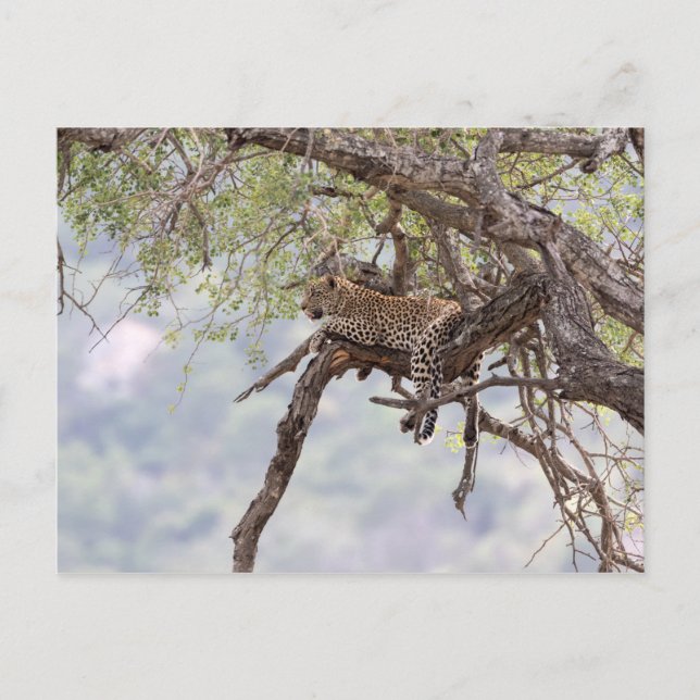 Postal Leopardo en un árbol (Anverso)
