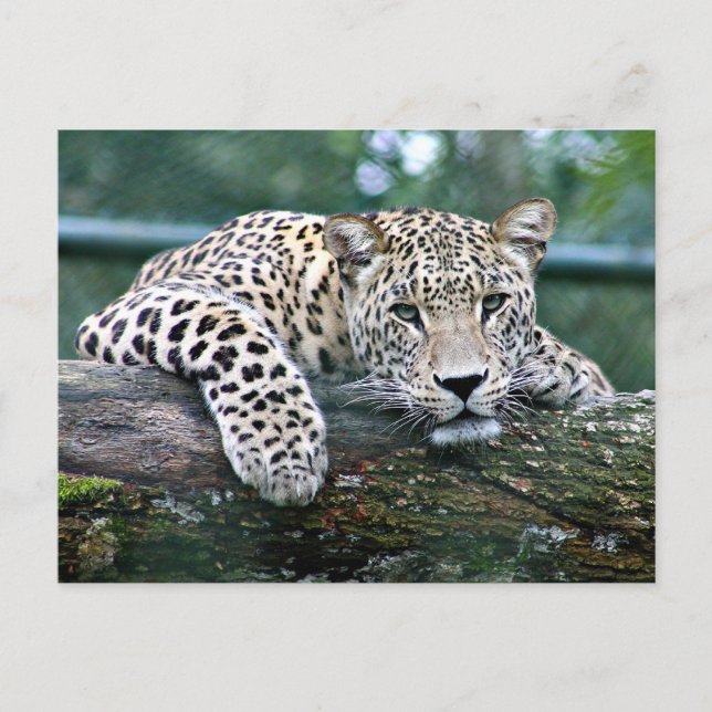 Postal Leopardo en un registro (Anverso)