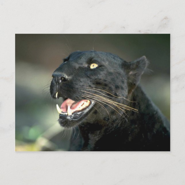 Postal Leopardo, fase negra (Anverso)