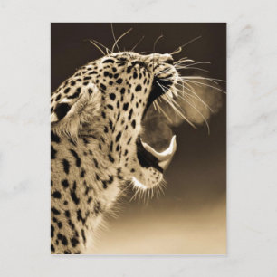 Postal Leopardo grueso