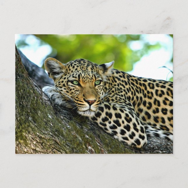 Postal Leopardo localizado (Anverso)