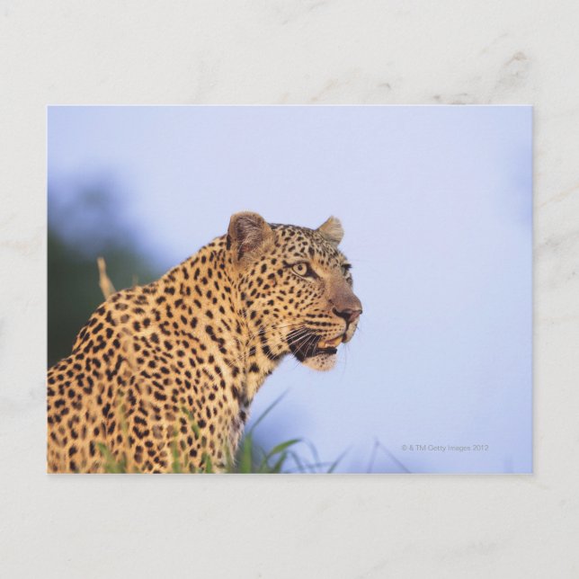 Postal Leopardo macho adulto (Panthera pardus) (Anverso)