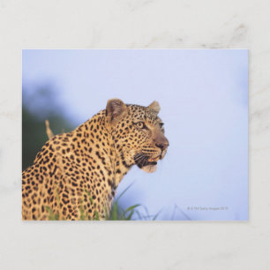 Postal Leopardo macho adulto (Panthera pardus)
