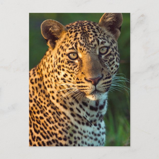Postal Leopardo Masculino (Panthera Pardus) Cubo de creci (Anverso)