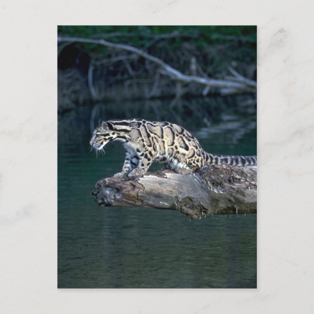 Postal Leopardo nublado (Anverso)
