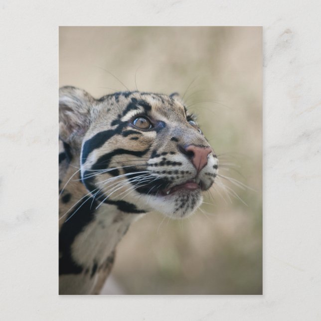 Postal Leopardo nublado (Anverso)