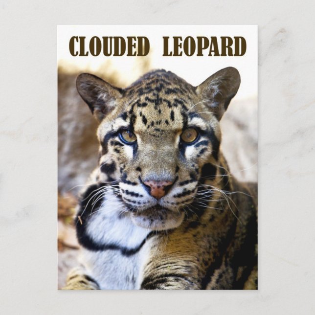 Postal Leopardo nublado (Anverso)