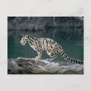 Postal Leopardo nublado
