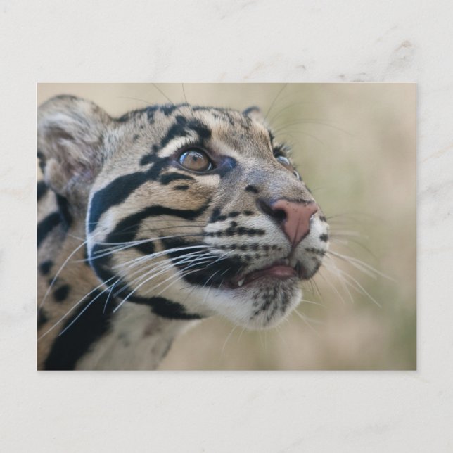 Postal Leopardo nublado (Anverso)