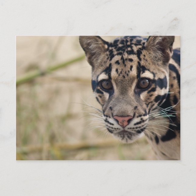 Postal Leopardo nublado (Anverso)