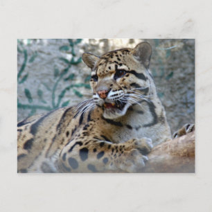 Postal leopardo nublado-1 4x6