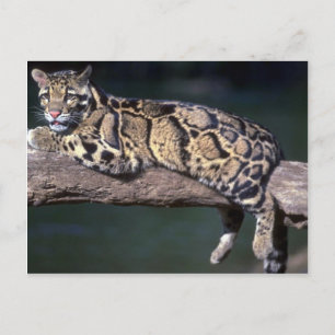 Postal Leopardo nublado en el tronco