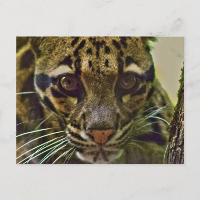 Postal Leopardo Nuboso (Anverso)