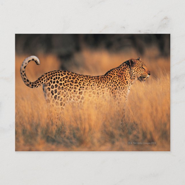 Postal Leopardo (Panthera pardus) (Anverso)