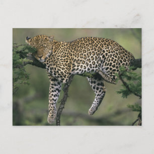 Postal Leopardo, (Panthera pardus), Kenia, Masai Mara