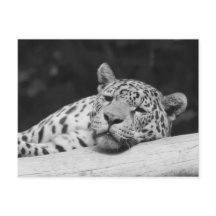 "Leopardo perezoso"