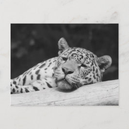 Postal "Leopardo perezoso"
